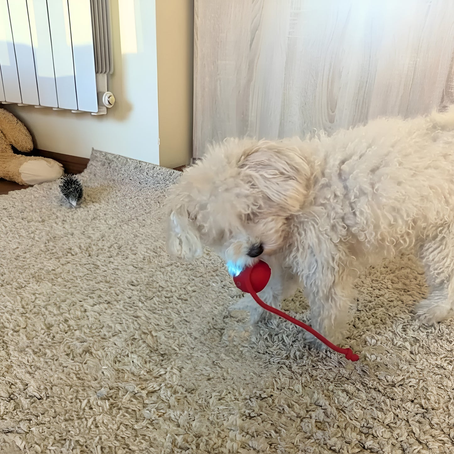 White dog playing with a red toy on a carpeted floor.