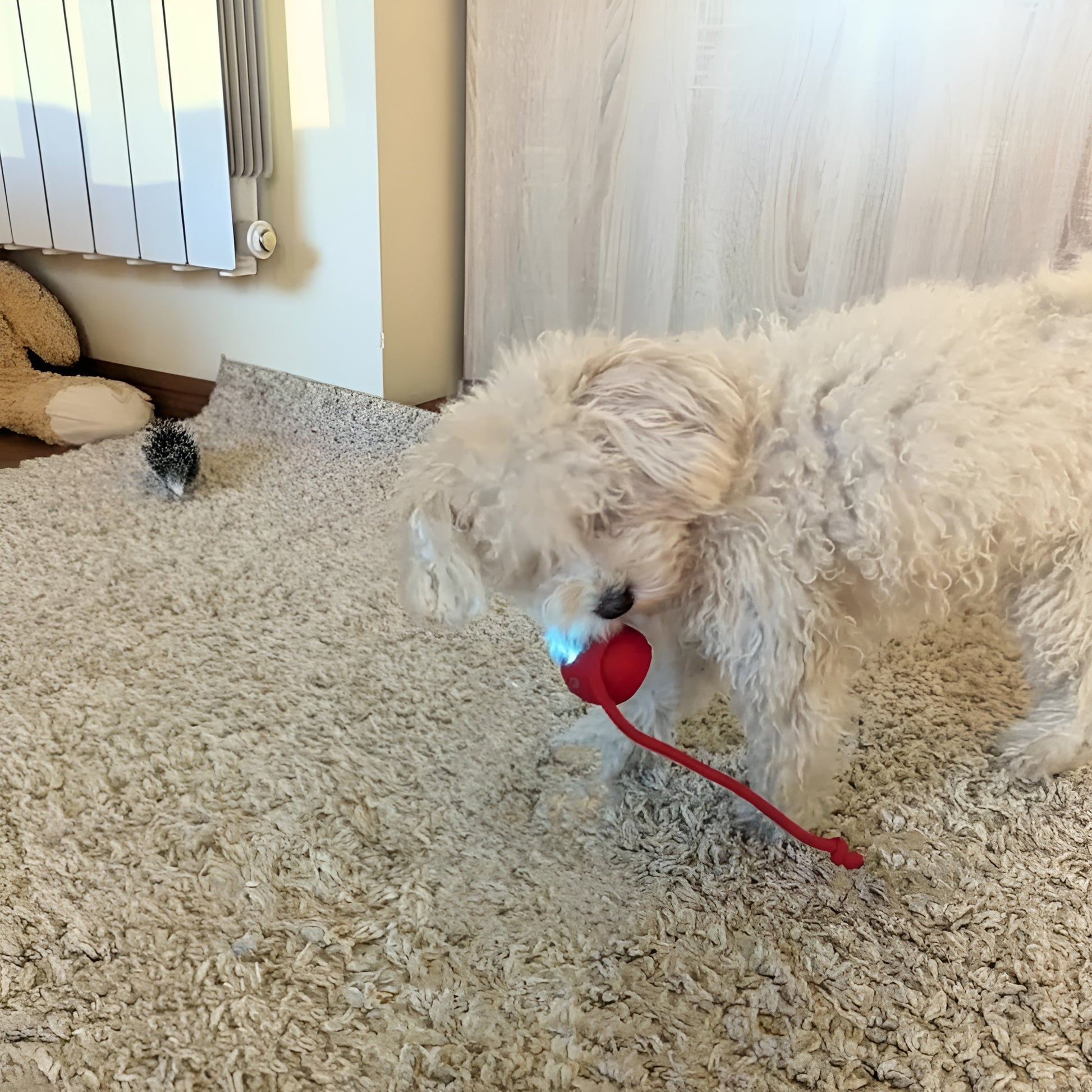 White dog playing with a red toy on a carpeted floor.